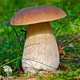 Мицелий Белый гриб Дубовый на зерновом субстрате
