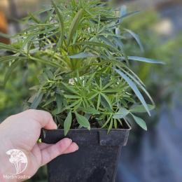 Морозник вонючий