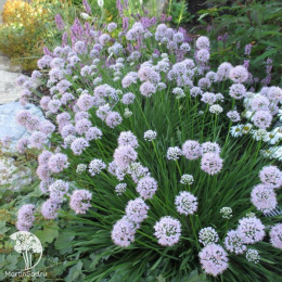 Лук стареющий