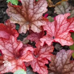 Гейхера Паприка