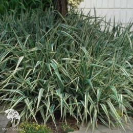 Фаларис тростниковый Фесей