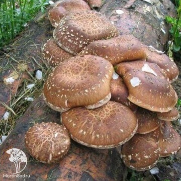 Фото Мицелий Шиитаке на древесной палочке