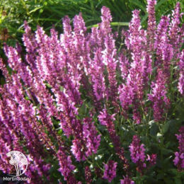 Набор для цветущей ароматной грядки шалфей Хот Липс + Мерло Блю + Мерло Роуз