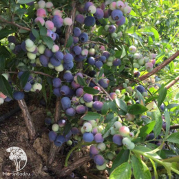 Голубика высокорослая Река