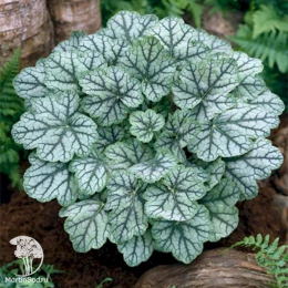 Сверхвыгодный микс! Гейхера Плам Рояль + Гейхера Шанхай + Гейхера Венус