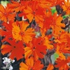 Лихнис Везувий (аркрайта, цветок красно-оранжевый, лист бронзово-коричневый) Евро фото 2 
