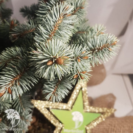 Ель новогодняя Глаука Глобоза 20-30 см