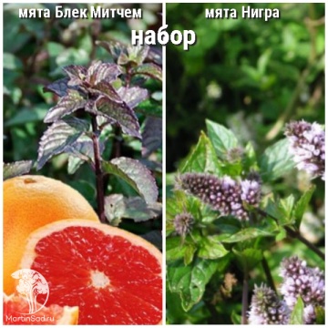 Фото Набор для чая мята Блек Митчем + Нигра