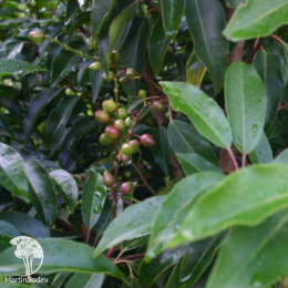 Лавровишня Ангустифолия