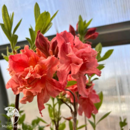 Азалия крупноцветковая Сарина