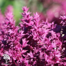 Набор для ароматной грядки шалфей Перпл Рэйн + Швелленбург + Сенсейшен Медиум Уайт