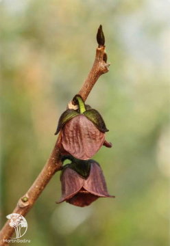 Фото Азимина трёхлопастная Девис