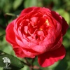 Роза английская парковая Бенжамин Бриттен фото 1 