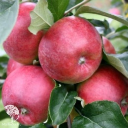 Яблоня с красными вкусными плодами 1