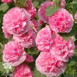 Шток-роза Арина (розово-малиновая)
