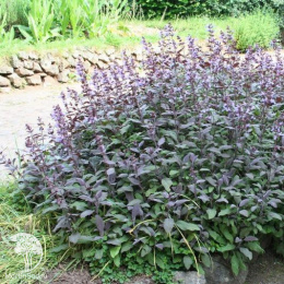 Шалфей лекарственный Перпл Бьюти