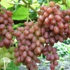 Виноград плодовый Киш-миш лучистый фото 1 