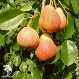 Груша гибрид Чижовская + Осеннее Яковлева