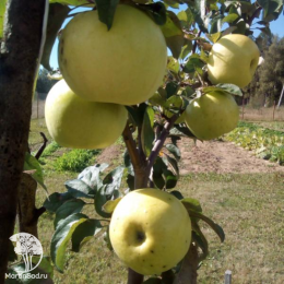 Сверхвыгодный комплект! Яблоня Мельба + опылитель яблоня Антоновка