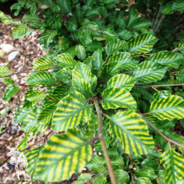 Бук лесной Стриата