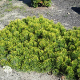  Сосна горная Хостин Голд