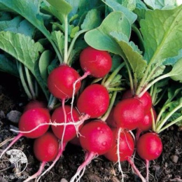 Редис Клюква в сахаре + Эспрессо F1 (серия Дуэт)