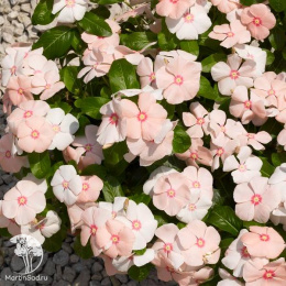 Барвинок Беллини F1