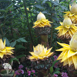 Банан карликовый