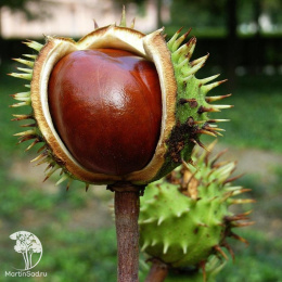 Каштан посевной (съедобный)