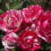 Роза чайно-гибридная Сатин фото 2 