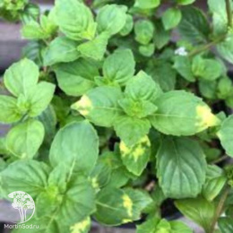 Мята имбирная