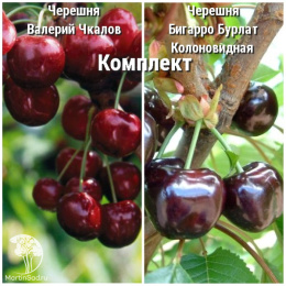 Сверхвыгодный комплект! Черешня Валерий Чкалов + опылитель черешня Бигарро Бурлат Колоновидная