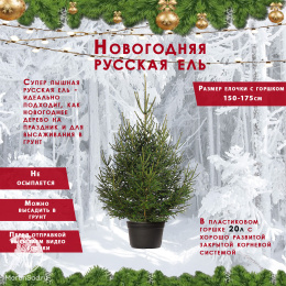 Русская ель в горшке