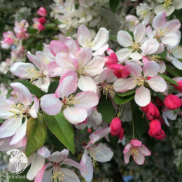 Яблоня Эверест на шпалере