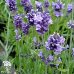 Лаванда узколистная Блю Сент