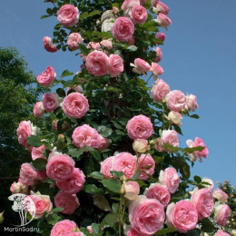 Роза плетистая Пьер де Ронсар