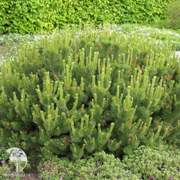 Сосна горная Компакта