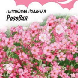 Гипсофила ползучая, Розовая, серия Розовые сны