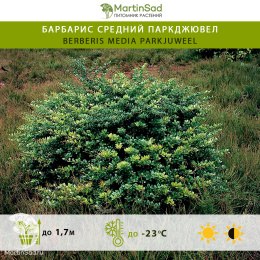 Барбарис средний Паркджювел