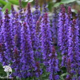 Набор для ароматной грядки шалфей Плюмоза + Мерло Блю + Виолет Квин