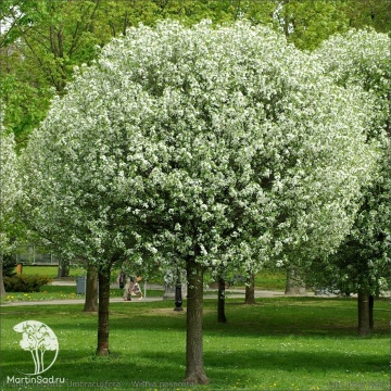 Фото Вишня кустарниковая Умбракулифера на штамбе