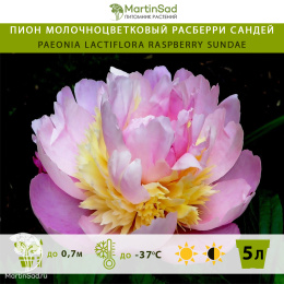Пион молочноцветковый Расберри Сандей