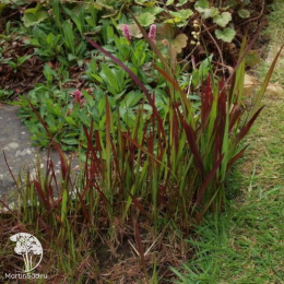 Императа цилиндрическая