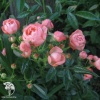 Роза миниатюрная Пинк Морсдаг фото 1 