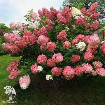 Фото Гортензия метельчатая Сандей Фрейз на штамбе