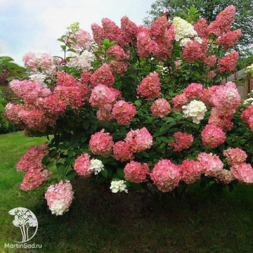Фото Гортензия метельчатая Сандей Фрейз на штамбе