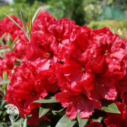 Рододендрон гибридный Ред Джек