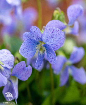 Фото Фиалка сестринская Фриклес