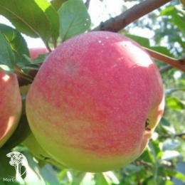 Яблоня обыкновенная Медуница