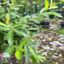 Ива тонкостолбиковая Куроме на штамбе